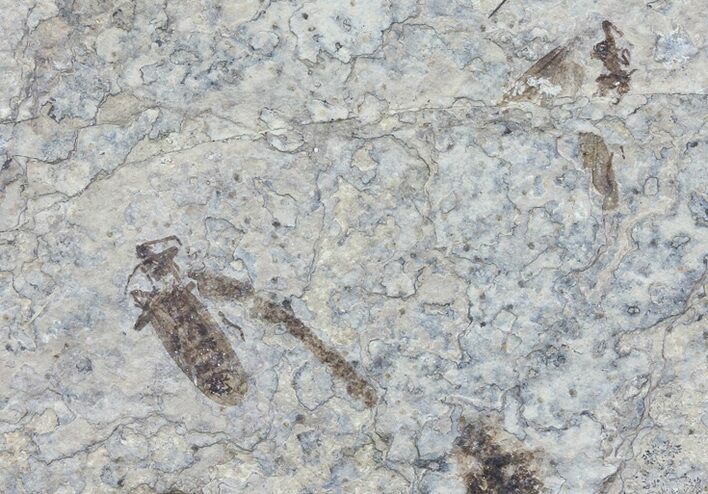 Two Fossil March Flies (Plecia) - Green River Formation #67653